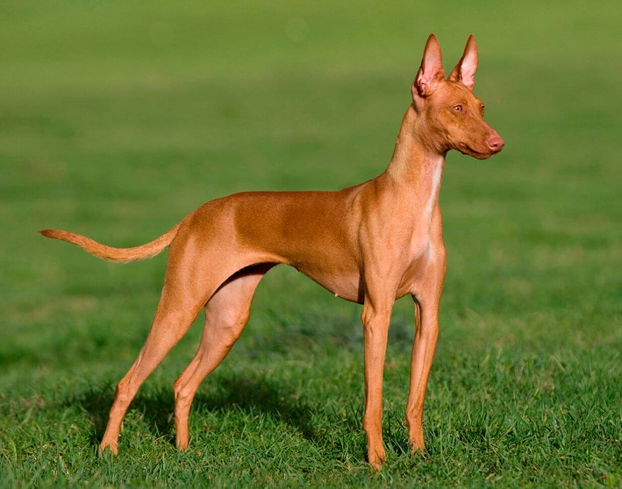 En flot og stolt Podenco Canario