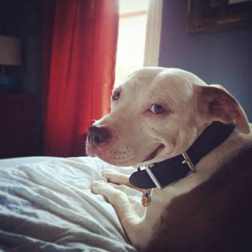 Pit bull ligger i seng