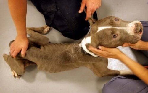 Tynd hund illustrerer efterladte pit bulls