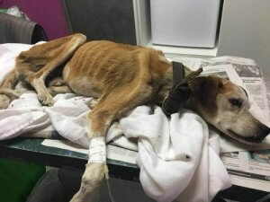 Historien om Vali og dens lange rejse