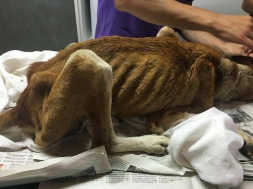 Vali var meget underernæret på grund af vanrøgt. Desværre er historien om Vali ikke enestående