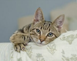 Hvordan virker kattens kløer egentlig?