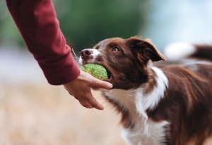 Råd, hvis din hund er besidderisk omkring legetøj