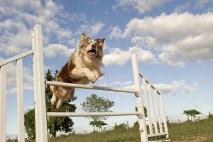 Hundesport: 5 sportsgrene for hunde og deres ejere