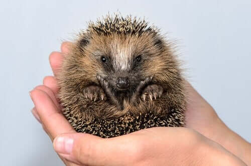 Pindsvin som kæledyr er nemme at passe og kræver ikke meget opmærksomhed