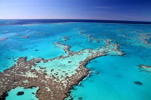 Dyrelivet ved great barrier reef er mangfoldigt