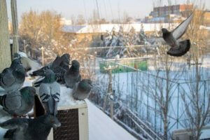 7 måder at skræmme duer væk på