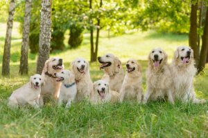 Tips til at opdrage en Golden retriever