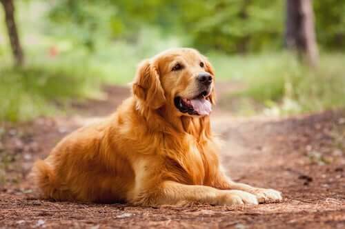 en golden retriever hviler sig i skov