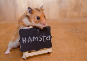 Små, men vilde: Sådan kan du tæmme et hamster