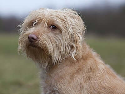 Hund er lidt langhåret