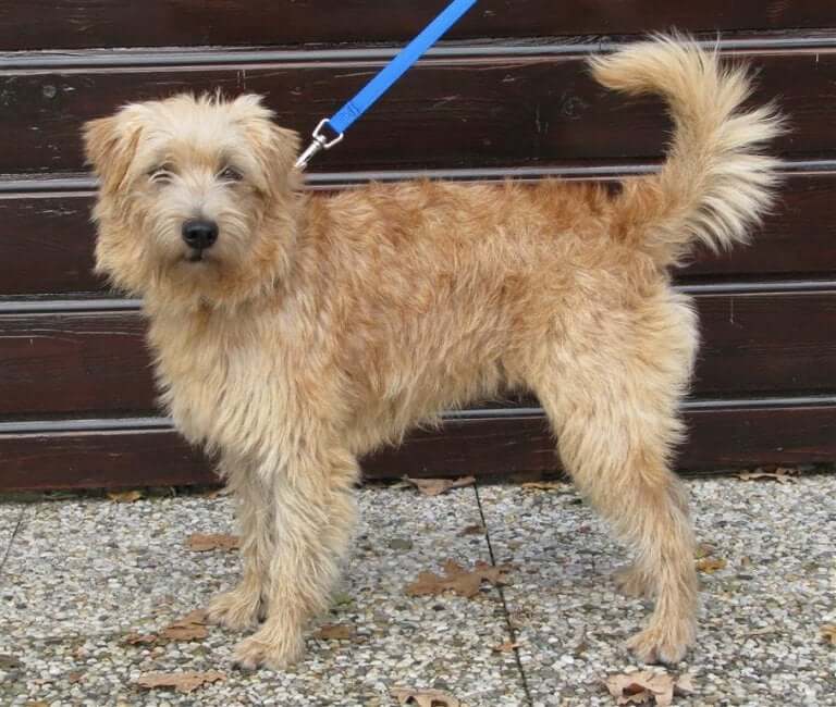 En meget venlig hund i snor