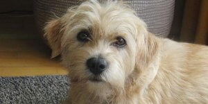 Den hollandske smoushond: Træk og adfærd