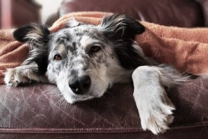 Orme hos hunde: Hvad er den bedste behandling?