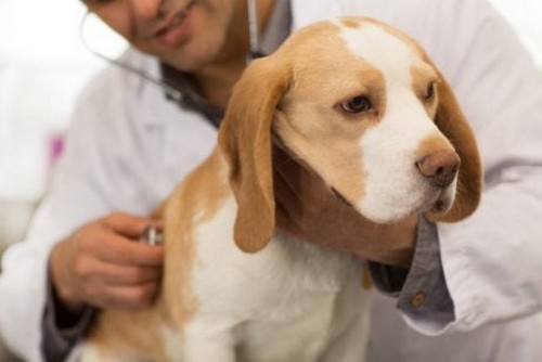 Hund bliver undersøgt hos dyrlægen