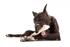 Generelle tips til fodring af store hunde