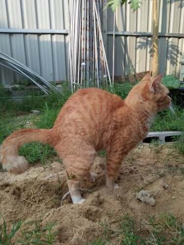 Kat med forstoppelse