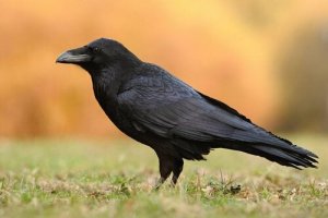 5 forskellige kragearter, du måske ikke kendte