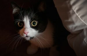 Myten om kattes nysgerrighed