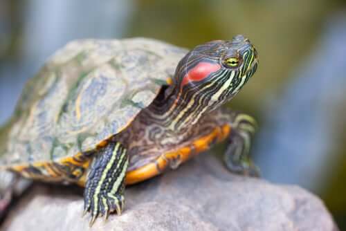 Skildpadde på sten