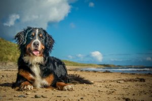 Sommerinfektioner: Infektioner, som din hund kan få i varmen