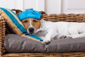 Sådan kan du tjekke hunds temperatur