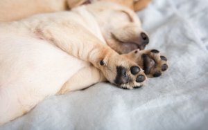 Vildtkløer: Hvorfor har Mastiffs dem?