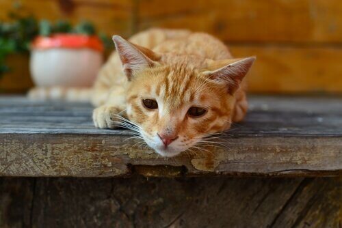 giardia hos katte giardia hos katte