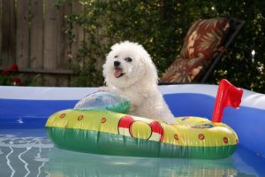 Sådan gør du din hund klar til sommervejr