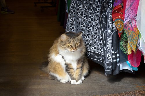 Der er katte overalt i Istanbul, som derfor også kaldes for kattenes by