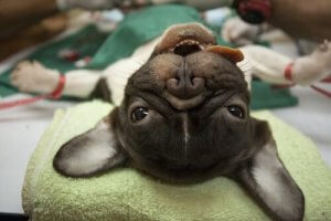 Forskellige typer af bedøvelse til kæledyr