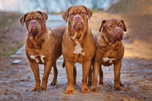 Bordeaux Mastiff er en af de mest rynkede hunderacer