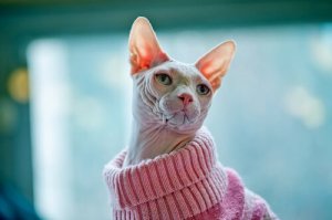 Vil du have en kat, der ikke fælder?