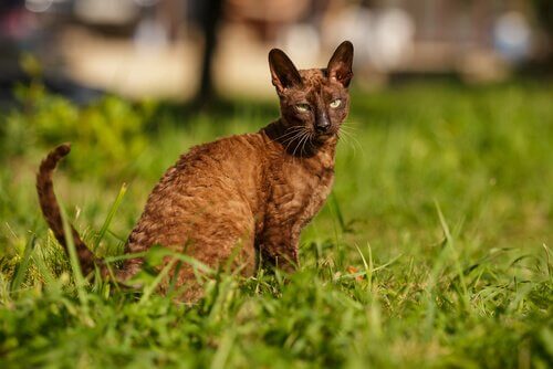 en cornish rex i græsset