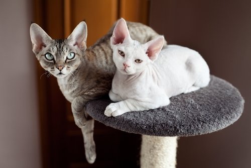 katte af racen devon rex