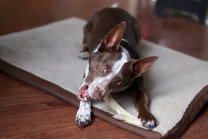 Den bedste kost til mellemstore hunde