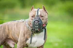 Bør man tegne forsikring til en hund?