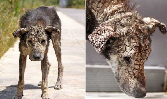 Skab, som hedder fnat hos mennesker, er en sygdom i en hunds hud, og det kommer af små mider, der lever under huden og håret