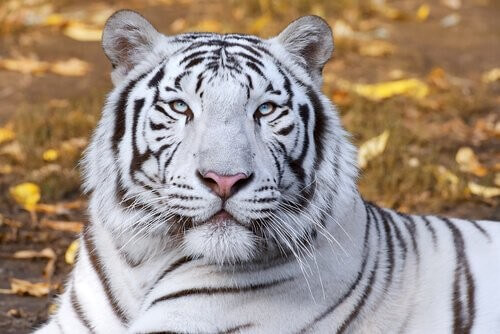 Den hvide tiger inspirerer refleksion