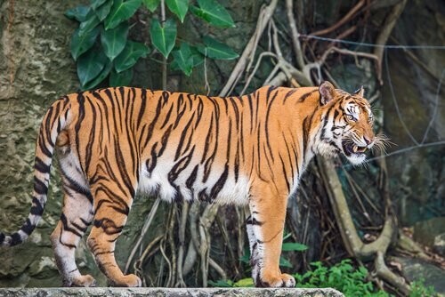 Den indokinesiske tiger lever mange steder i Asien