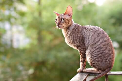 Korthårede katte: Cornish rex