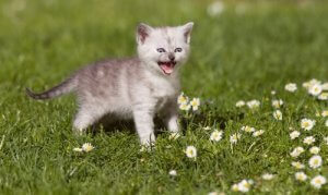 En kats miav: Alt, du skal vide om kattens lyde