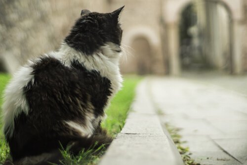 Indbyggerne i Istanbul tager sig godt af de mange katte, som de mener bringer held og lykke