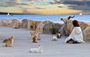 Kattekolonier: Hvorfor er man nødt til at kontrollere dem?