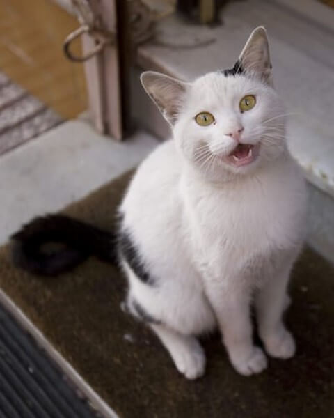 Katte kan udsende 60-70 forskellige tonearter