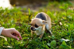 Tips til at nærme sig en skræmt hund