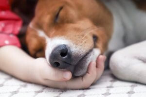 Behandling og spredning af hundesyge