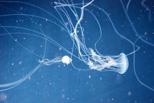 Et af verdens farligste dyr er en havhveps