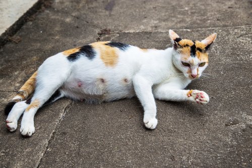 Sådan kan man afgøre, om en kat er gravid