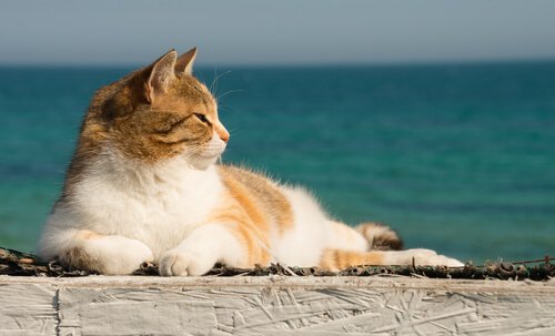Sådan kan du nedkøle en kat om sommeren